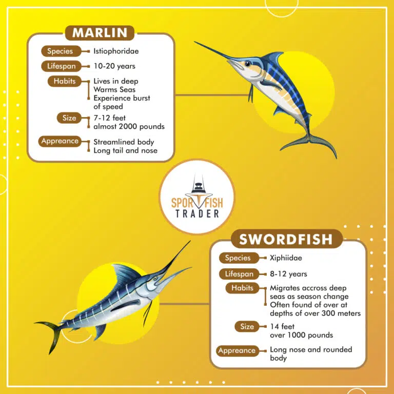 Swordfish Vs. Marlin Main Differences