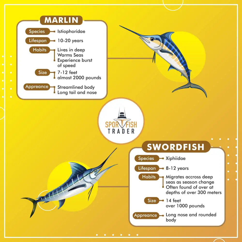 Marlin vs Swordfish Infographic Comparison 1