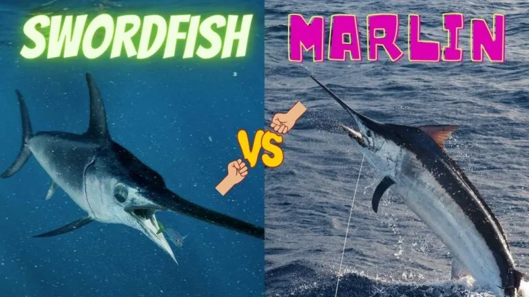 swordfish vs marlin comparison