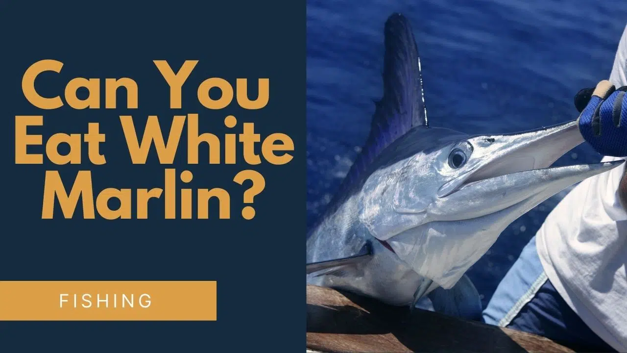Can you eat white marlin