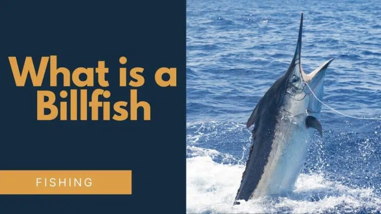 what is a billfish