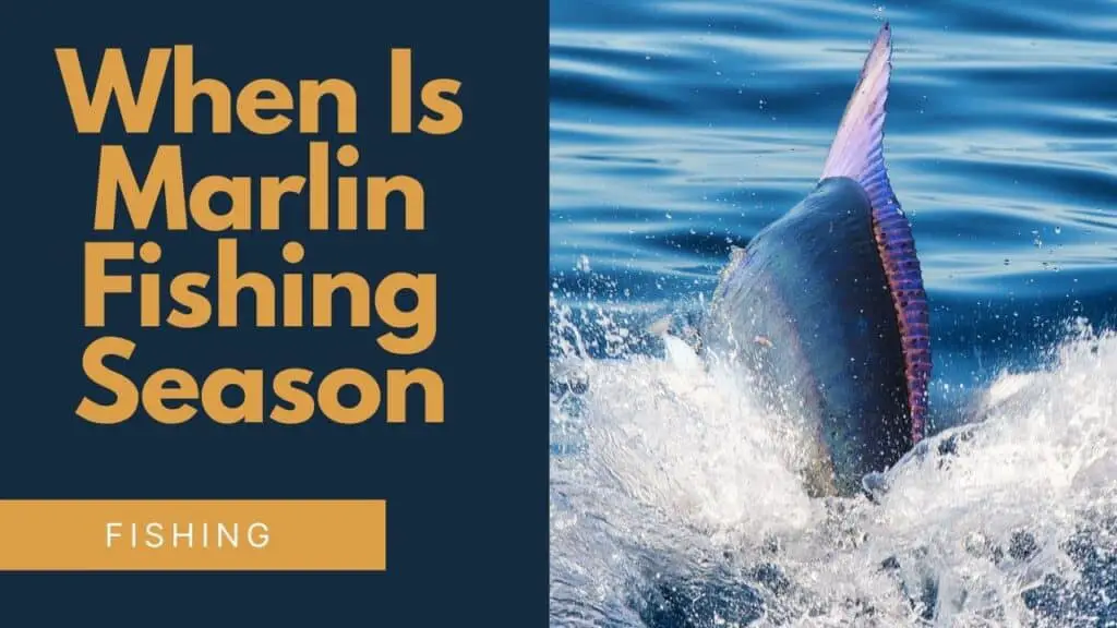 When is Marlin Fishing Season? Your Ultimate Guide