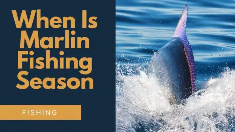 when is marlin fishing season