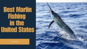 Best Marlin Fishing in the United States - Top 5 Destinations