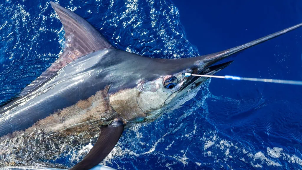 Blue Marlin The biggest billfish