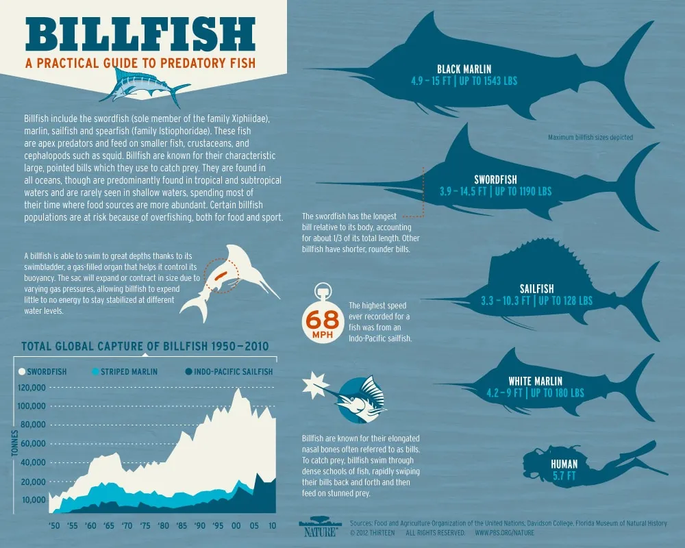 Infographic for species of billfish
