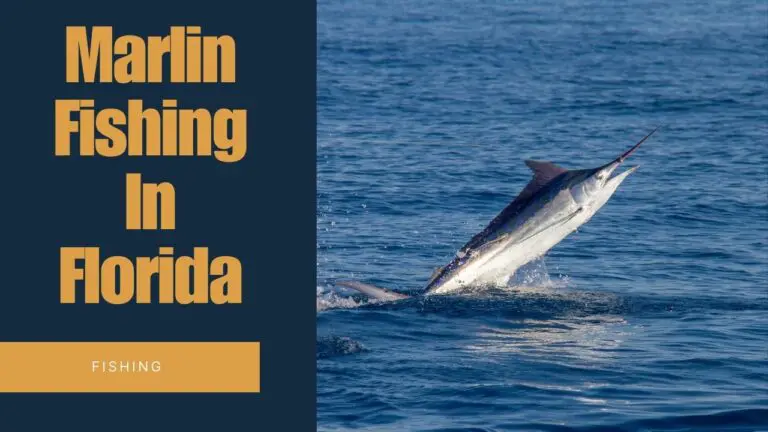 Marlin fishing florida