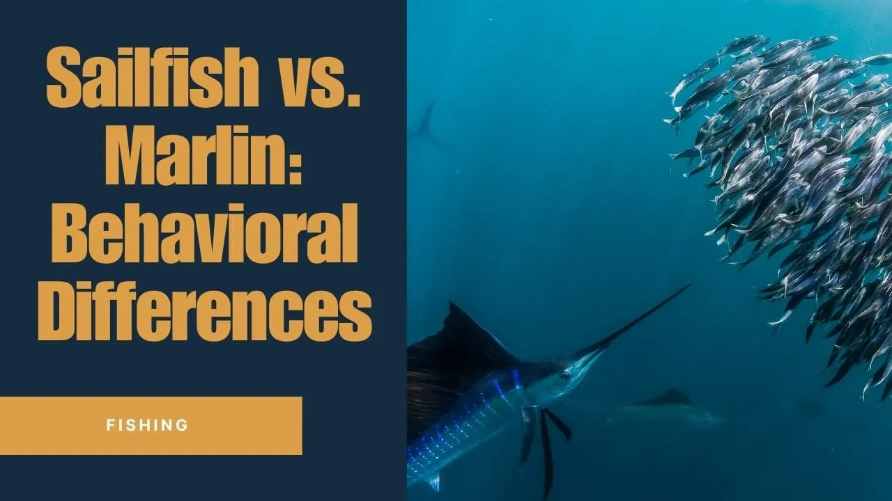 Sailfish Vs. Marlin