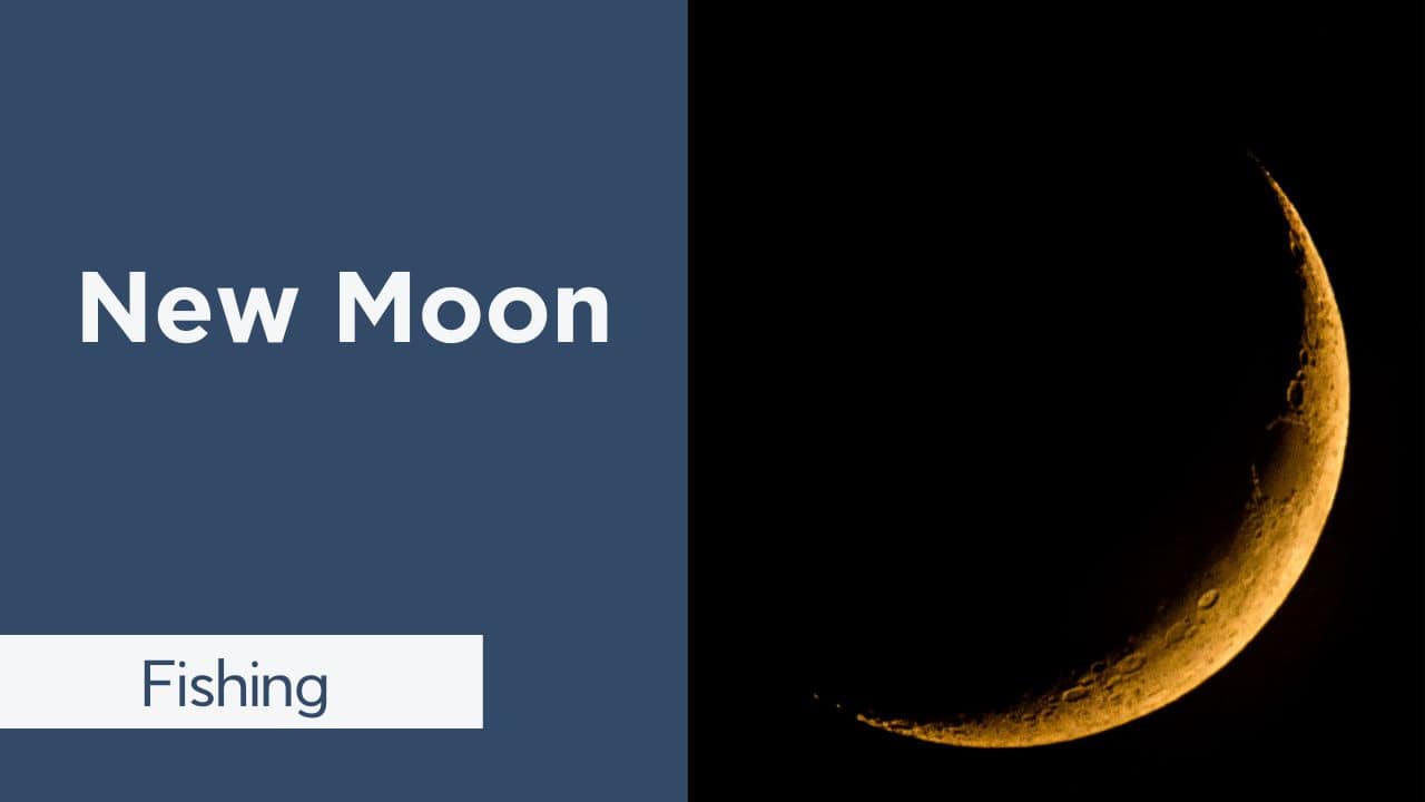 best-moon-phase-for-tuna-fishing