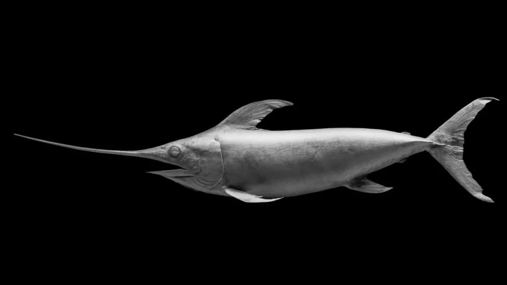 Swordfish Predator of marlin