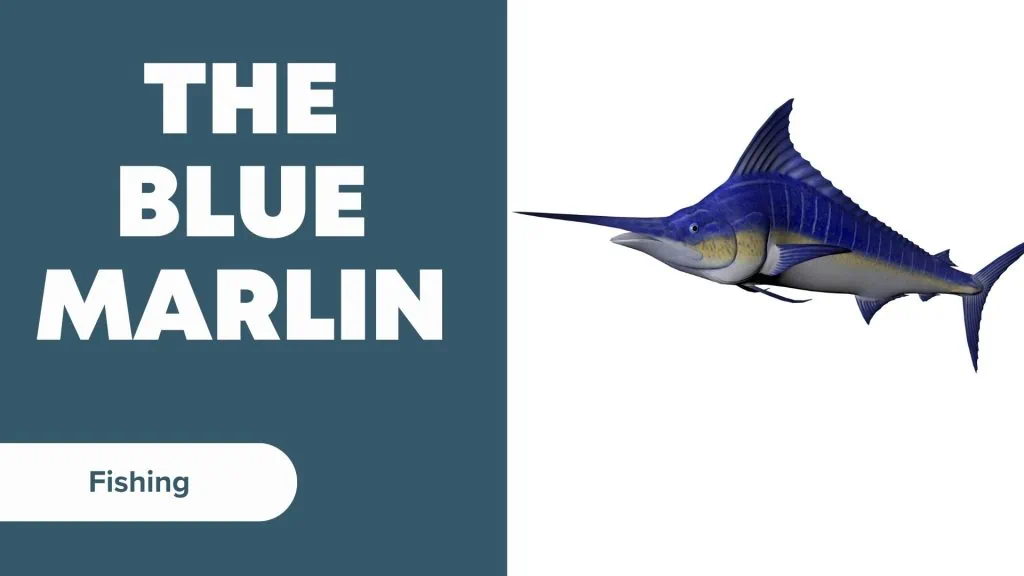 Types of Marlin Blue Marlin