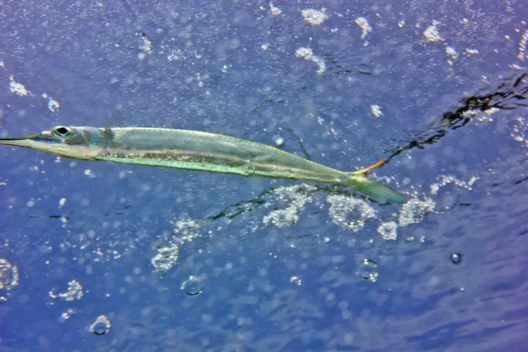 Swordfish Vs. Marlin Main Differences