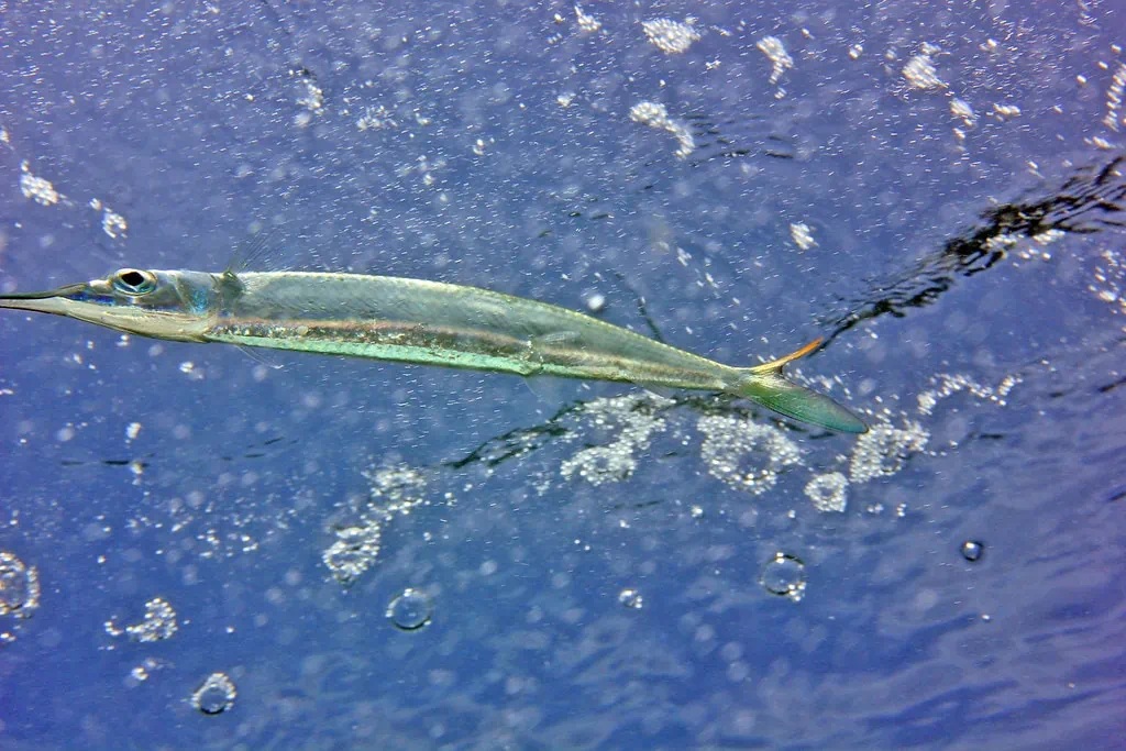 ballyhoo marlin bait 1