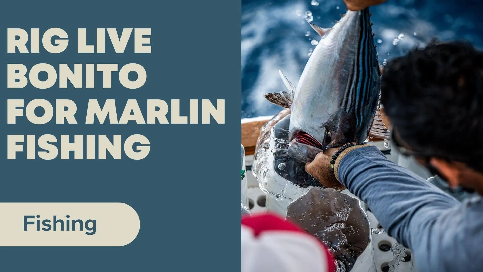 how to rig live bonito for marlin fishing