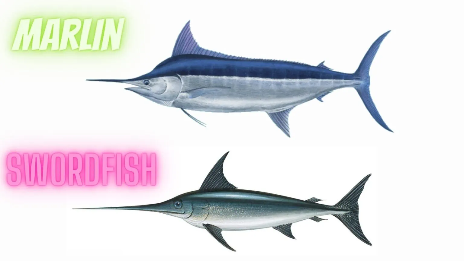 Swordfish Vs. Marlin Main Differences