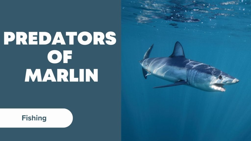 predators of Marlin Sharks