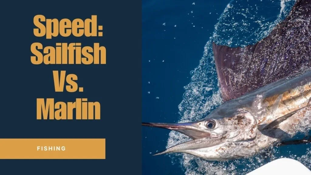 sailfish vs marlin speed