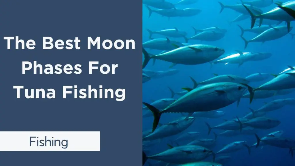 Best Moon Phase For Tuna Fishing