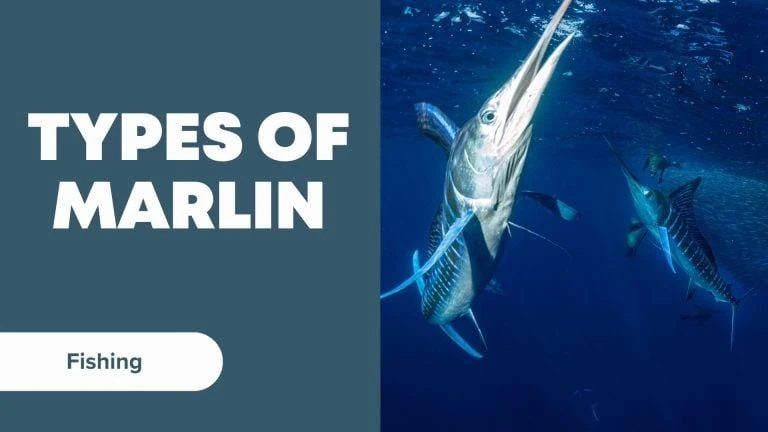 types of marlin
