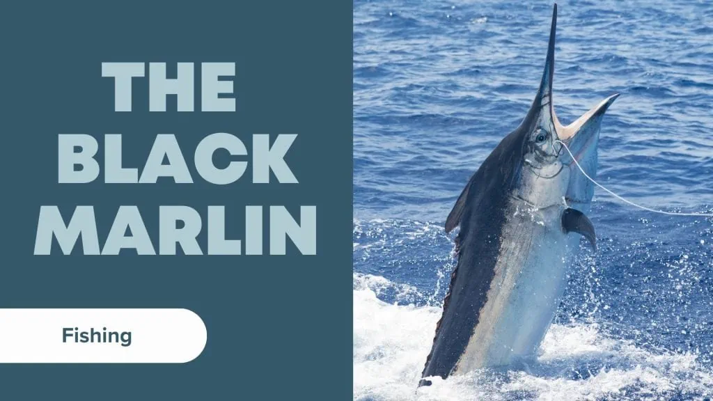 types of marlin Black Marlin