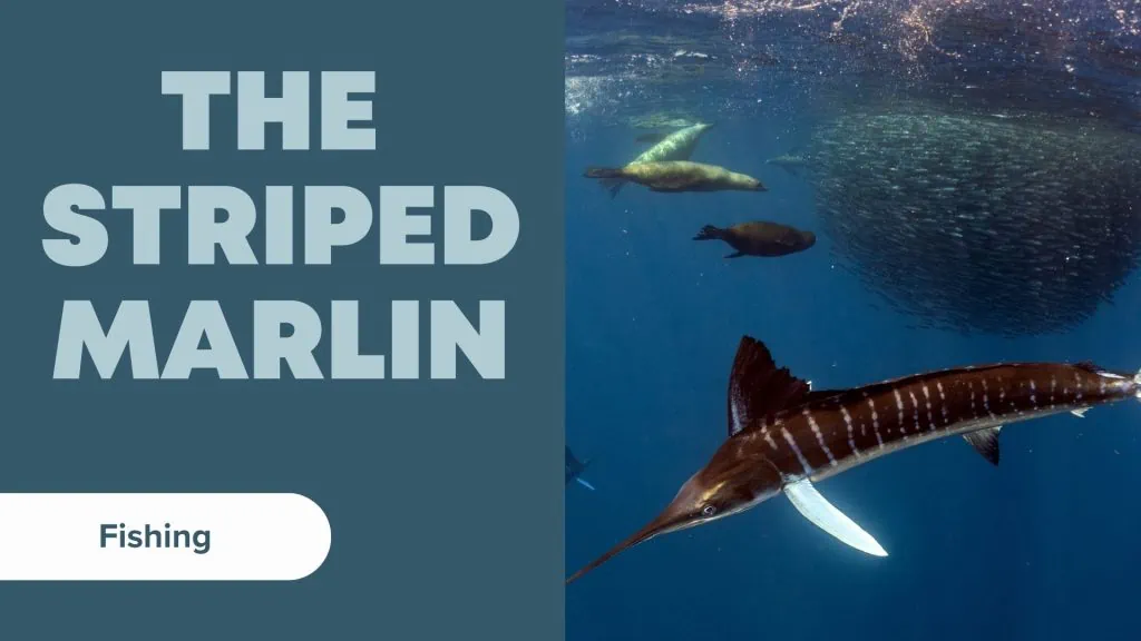 types of marlin the striped marlin