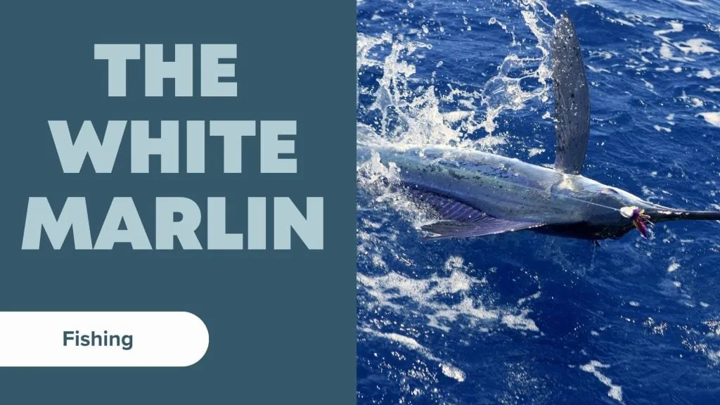 types of marlin the white marlin