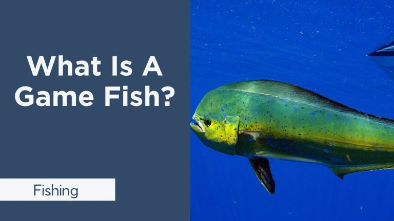 what is a game fish