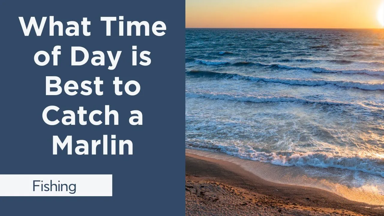 what time of day is best to catch a marlin