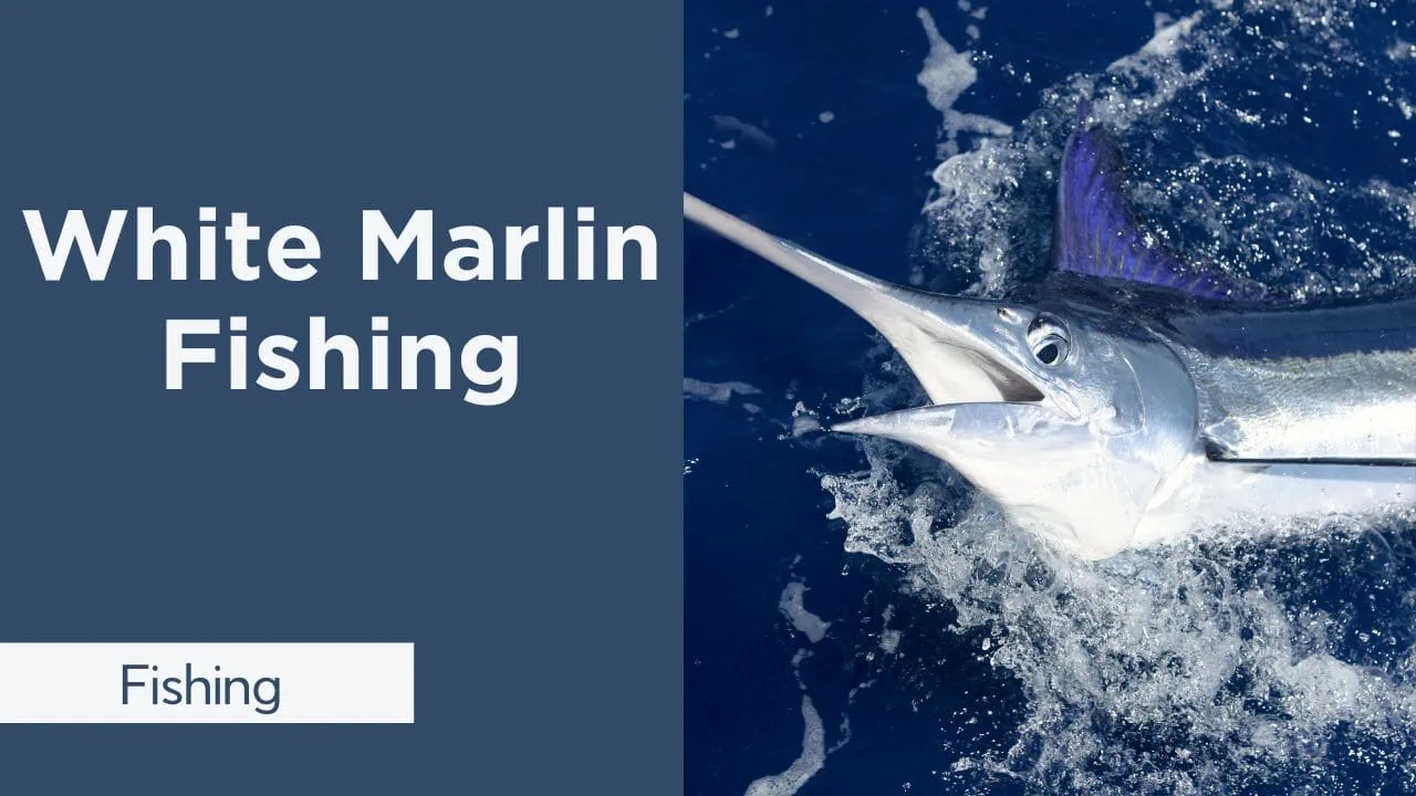 white marlin fishing