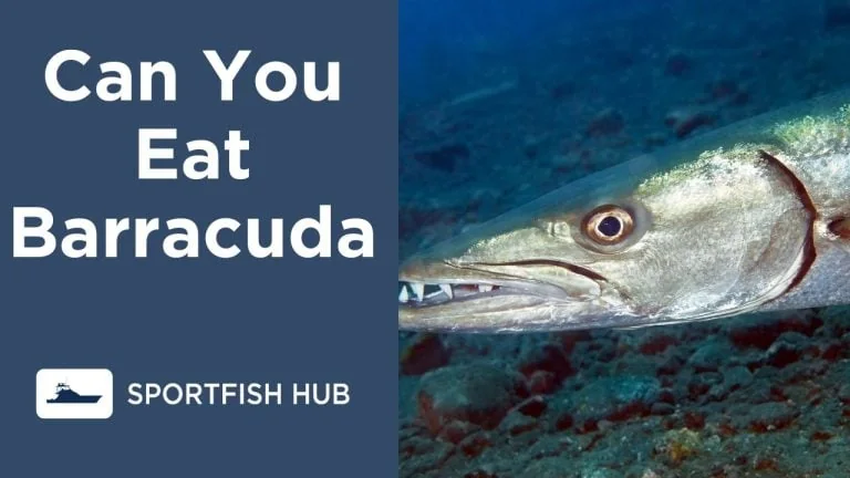 Can You Eat Barracuda