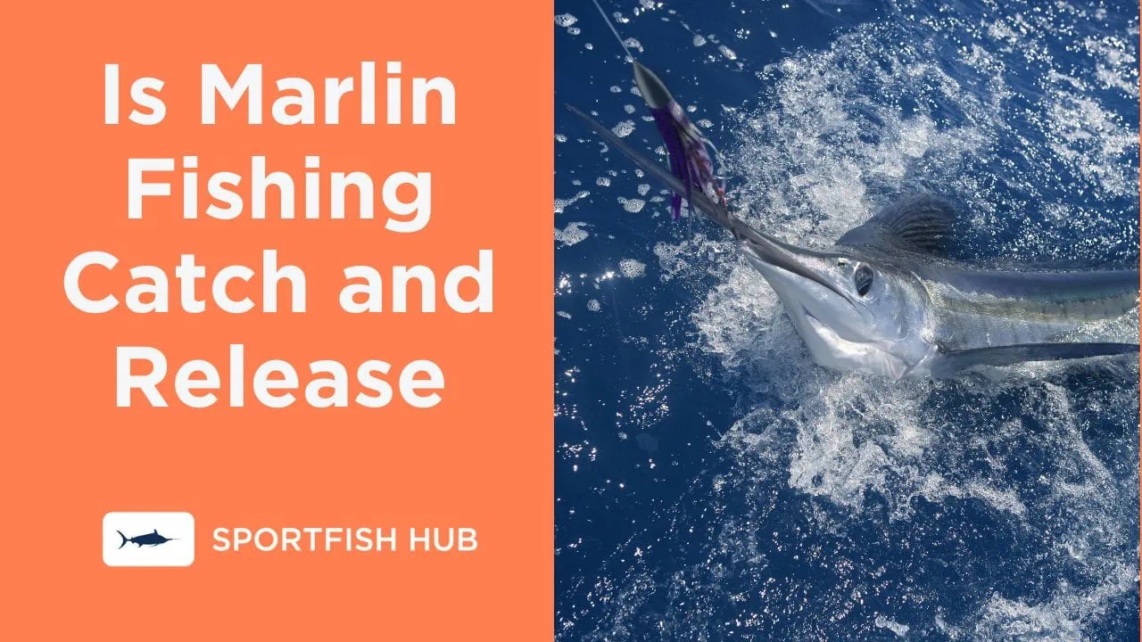 Is Marlin Fishing Catch and Release