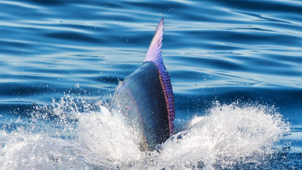 Marlin Fishing