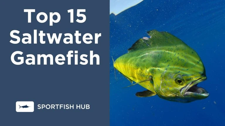 Top 15 Saltwater Gamefish