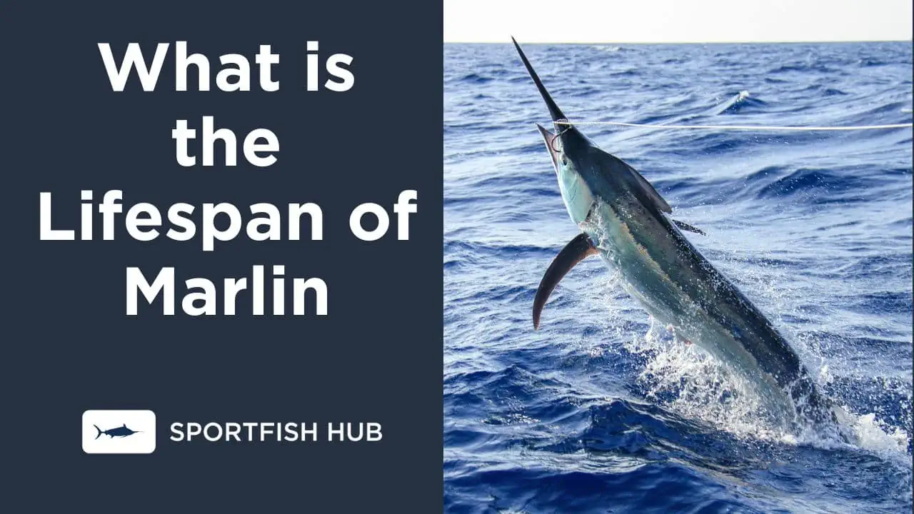 What is the Lifespan of Marlin