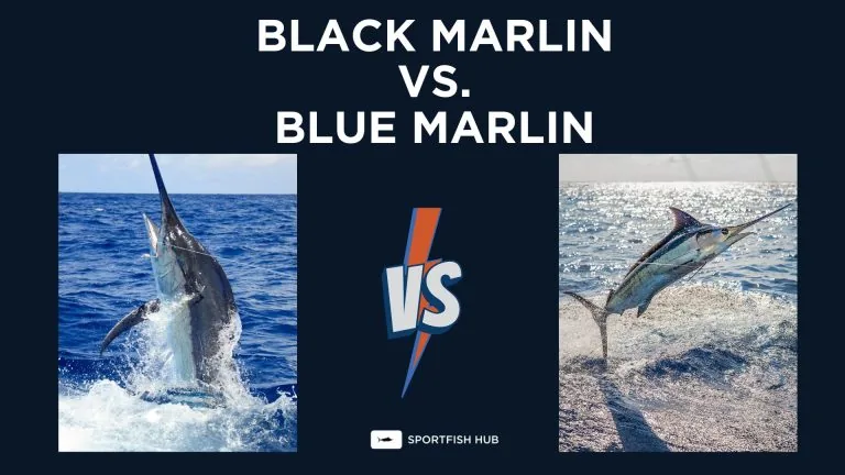 black marlin vs blue marlin