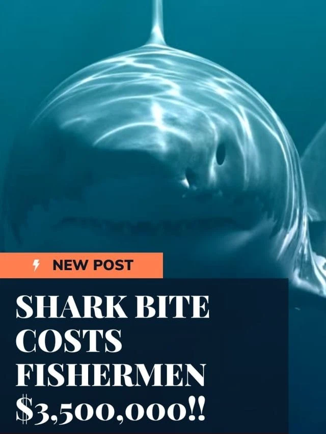SHARK BITE COSTS FISHERMEN $3,500,000