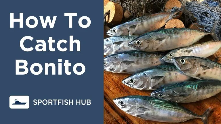 how to catch bonito