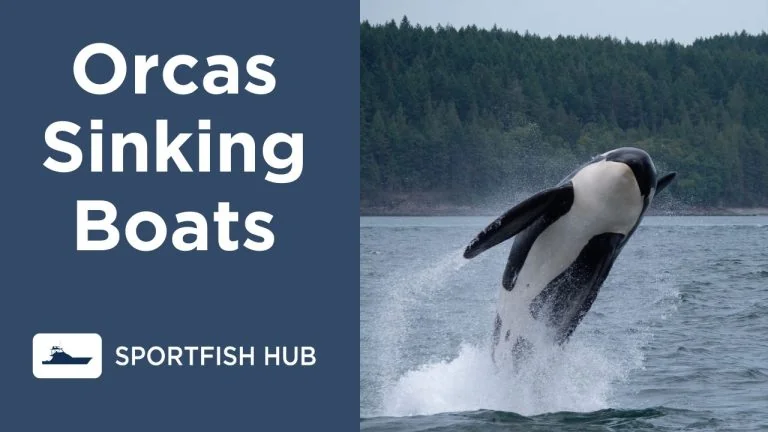 orcas sinking boats