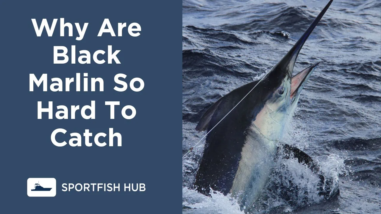 why are black marlin so hard to catch
