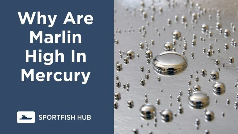 why are marlin high in mercury