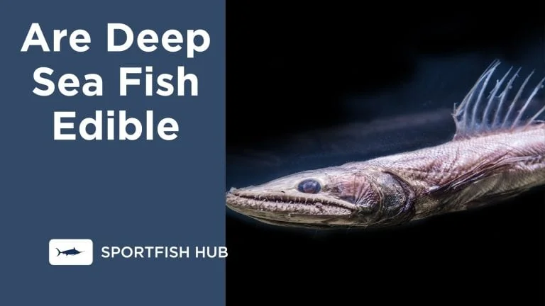 Are Deep Sea Fish Edible