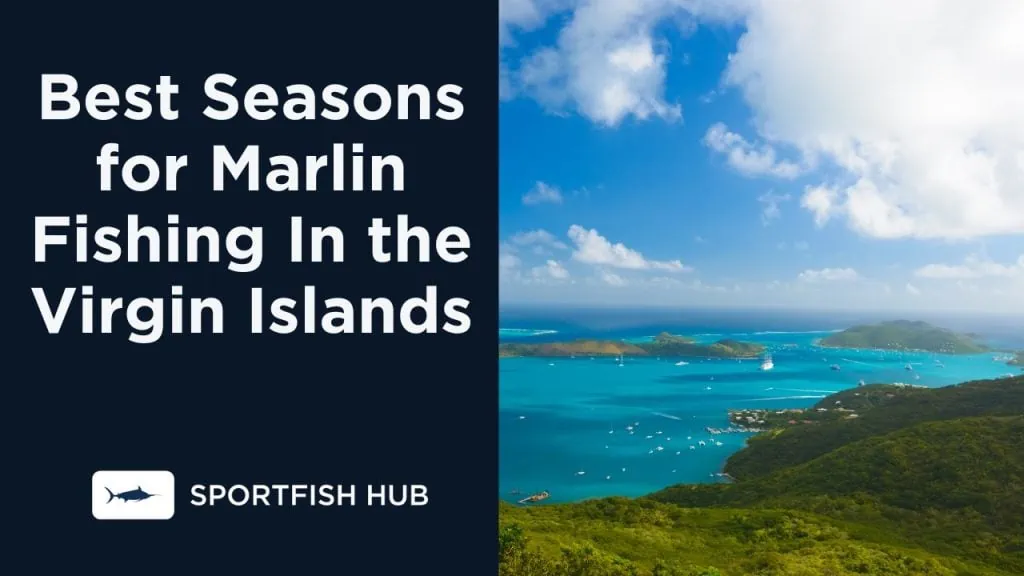 Best Seasons for Marlin Fishing In the Virgin Islands