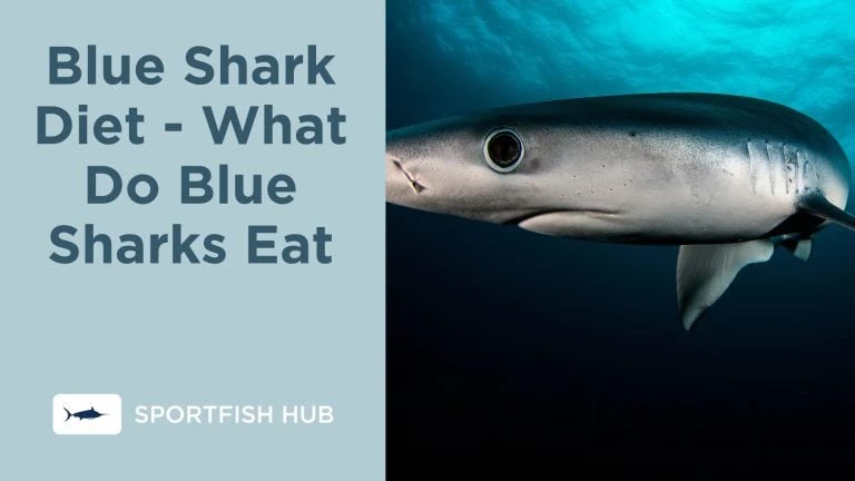 Blue Shark Diet What Do Blue Sharks Eat