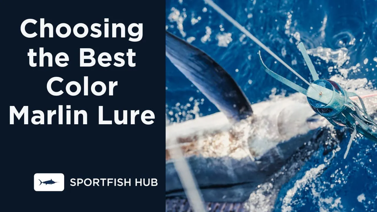 Choosing the Best Color Marlin Lure