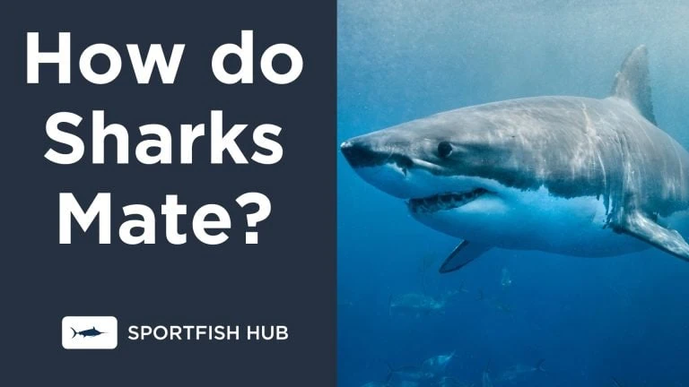 How Do Sharks Mate