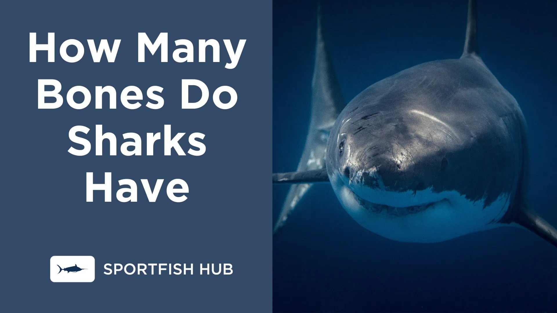 How Many Bones Do Sharks Have