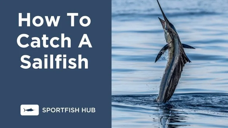 How To Catch Sailfish