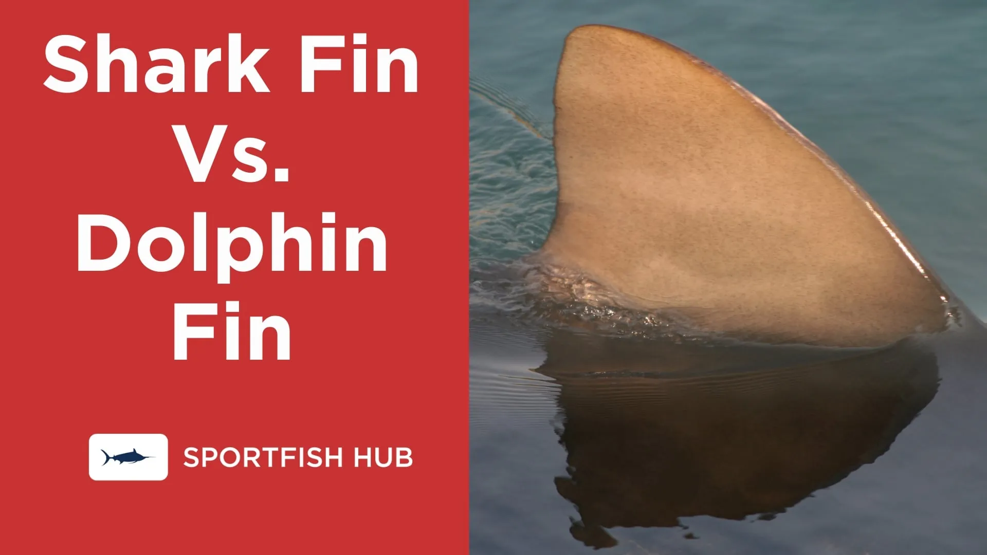 How To Tell the Difference Between Shark Fins and Dolphin Fins