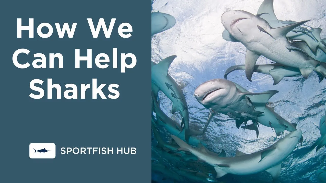 How We Can Help Sharks
