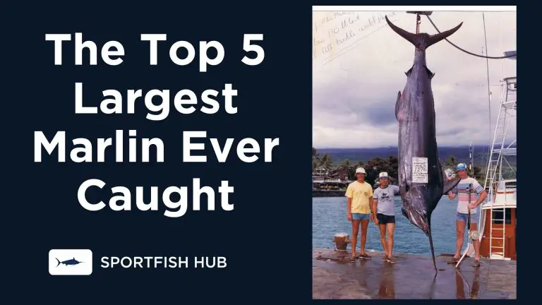 Largest Marlin Ever Caught